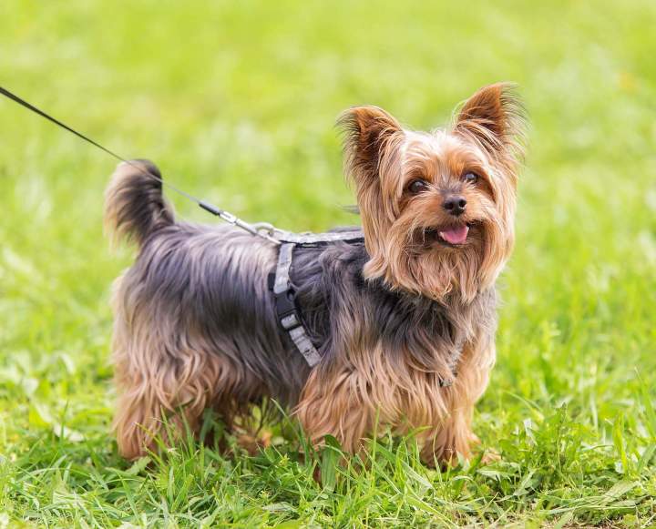 Chien dressé Trois-Rivières