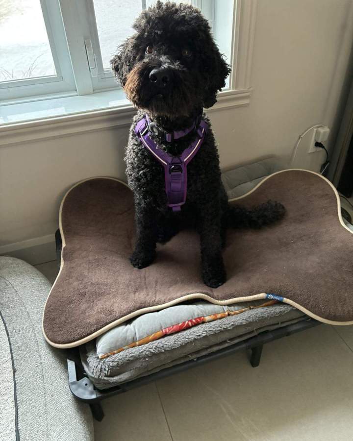 Cours dressage chiot Trois-Rivières