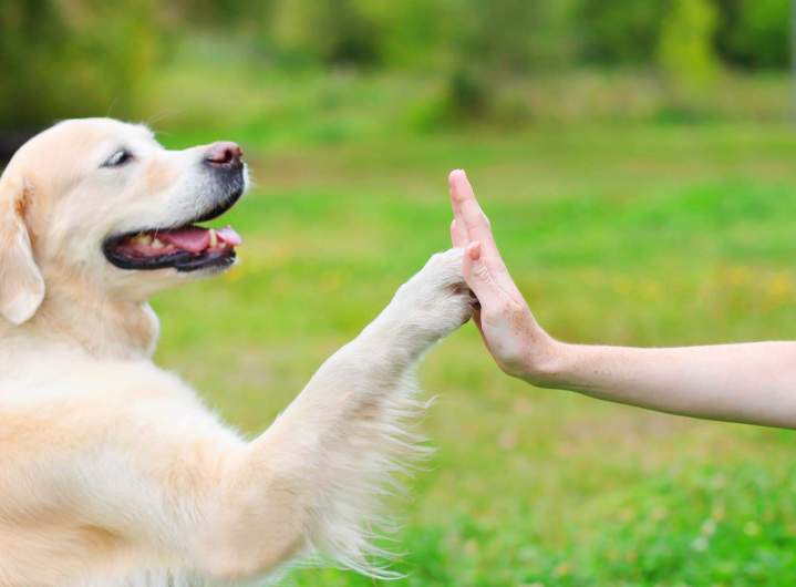 Analyse psychologique chien Trois Rivières
